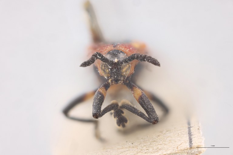 Chalepus nigrovirens T F.jpg