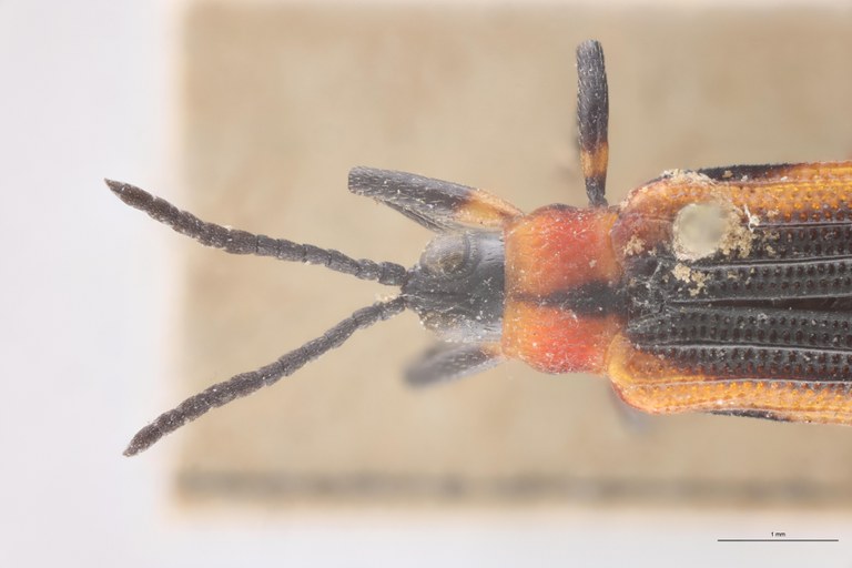 Chalepus nigrovirens T Head-Close-Up.jpg