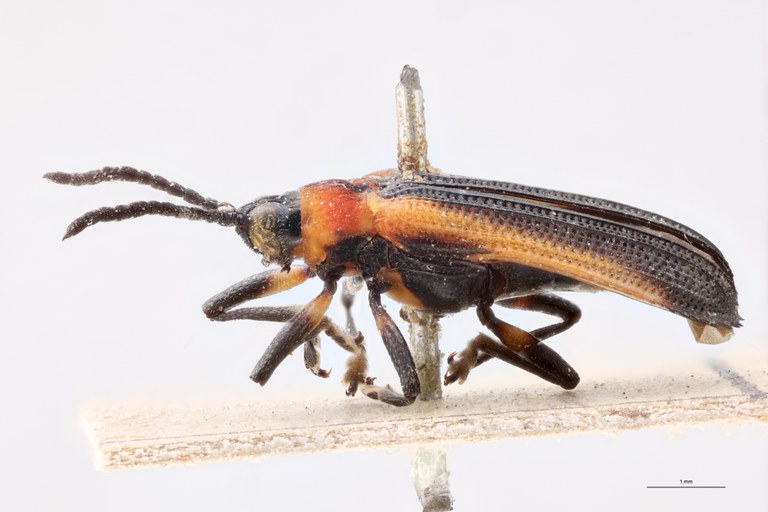 Chalepus nigrovirens T L.jpg