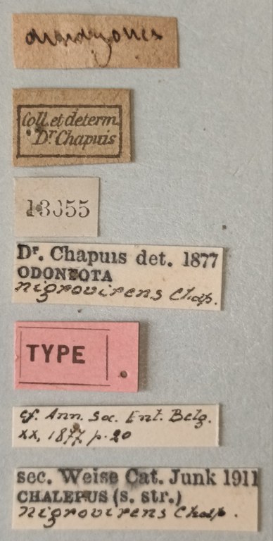 Chalepus nigrovirens T Labels.jpg