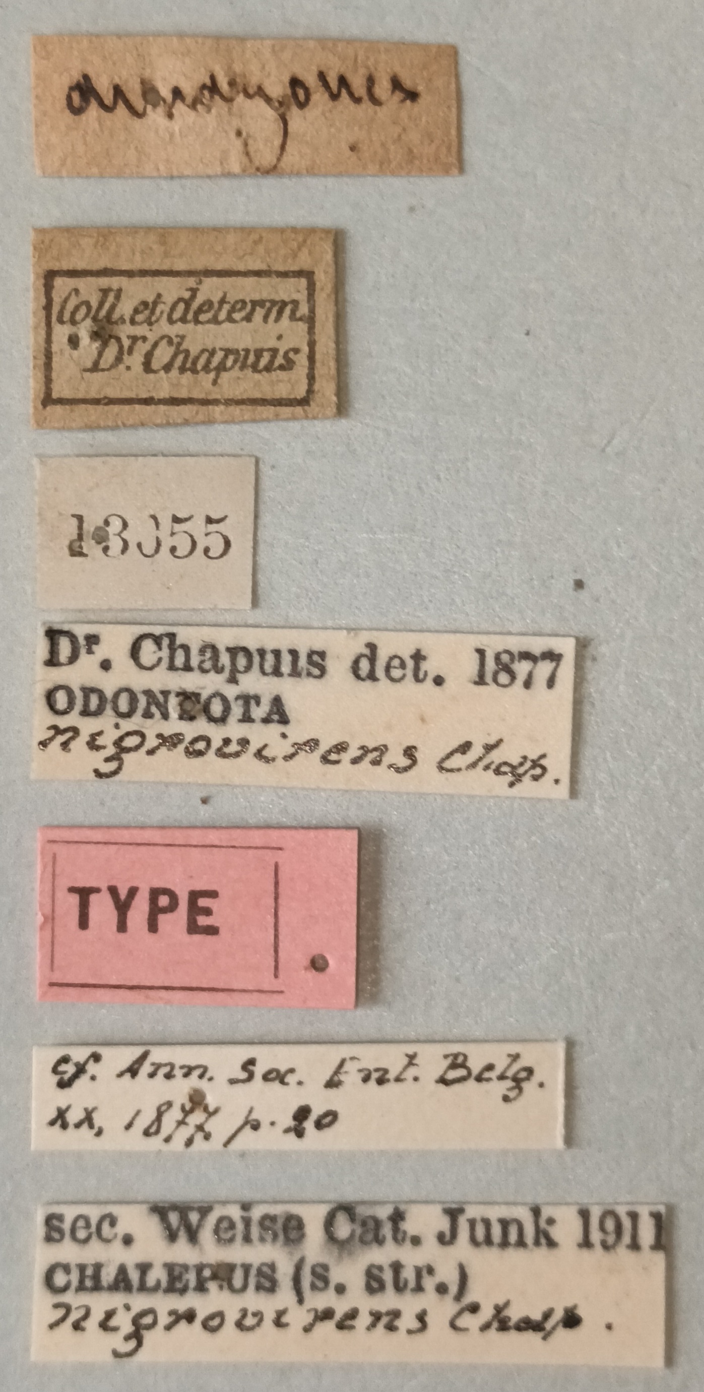 Chalepus nigrovirens T Labels.jpg