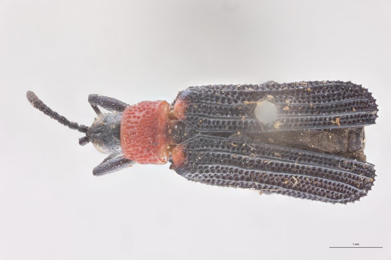 Chalepus notula Ex-T D.jpg