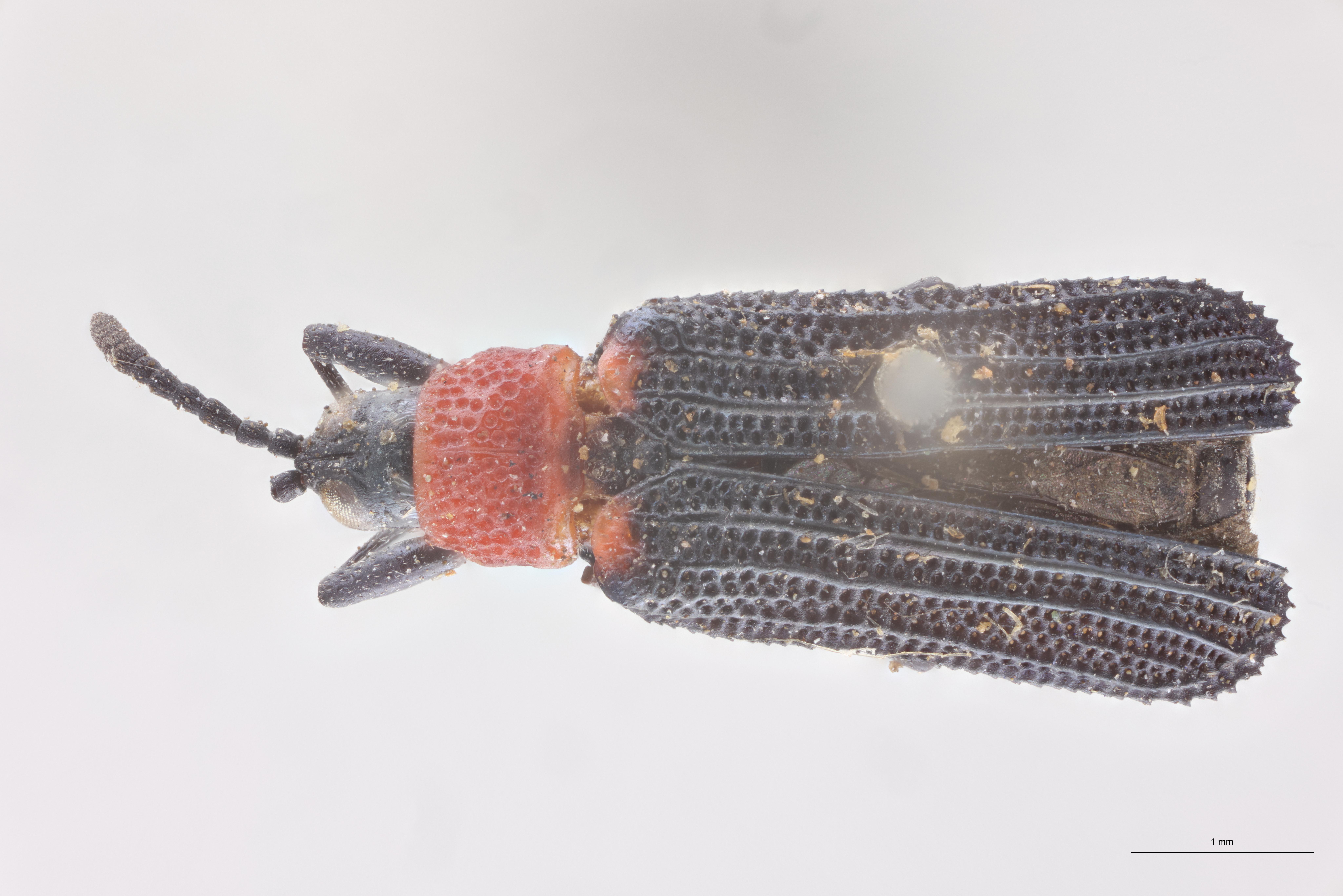 Chalepus notula Ex-T D.jpg
