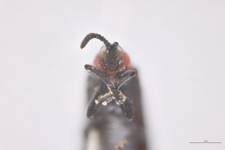 Chalepus notula Ex-T F-V.jpg