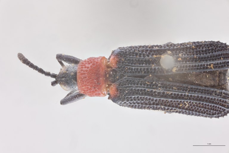 Chalepus notula Ex-T Head-Close-Up.jpg