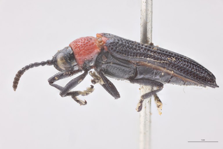 Chalepus notula Ex-T L.jpg