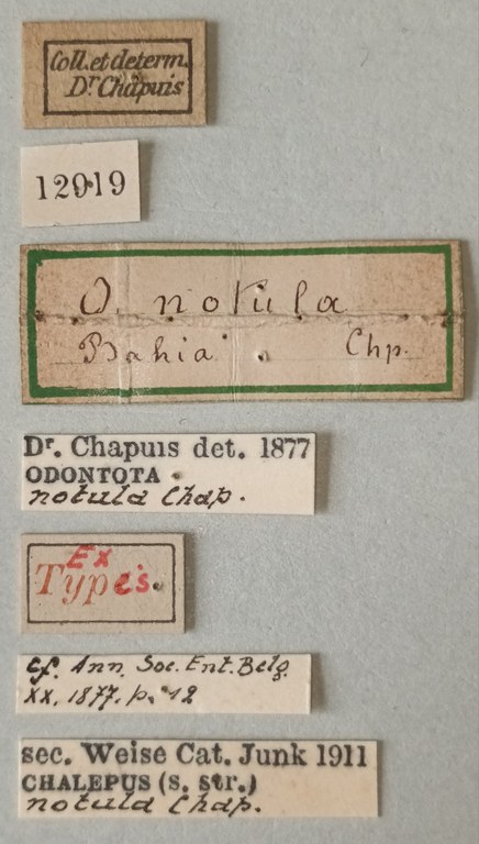 Chalepus notula Ex-T Labels.jpg