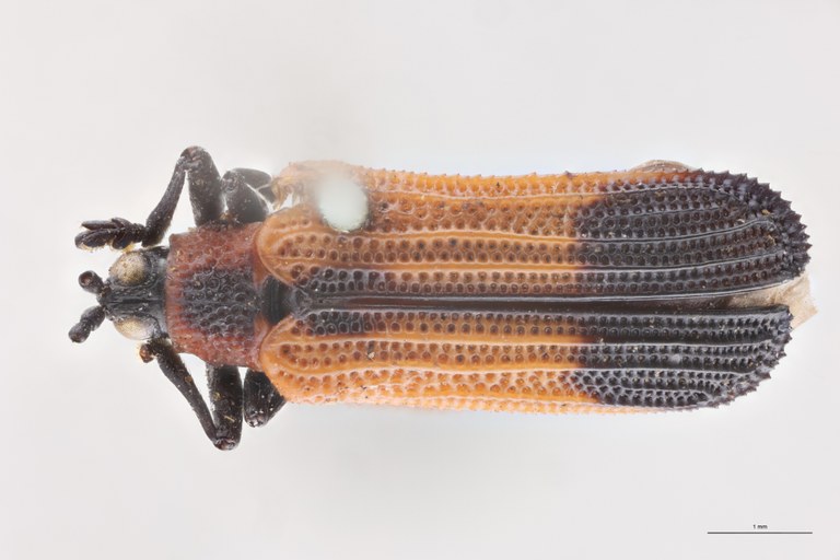 Chalepus perplexus T D.jpg