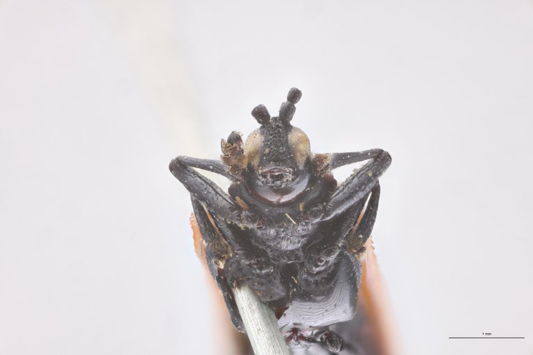 Chalepus perplexus T F-V.jpg