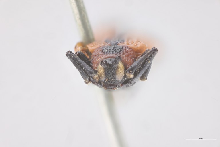 Chalepus perplexus T F.jpg