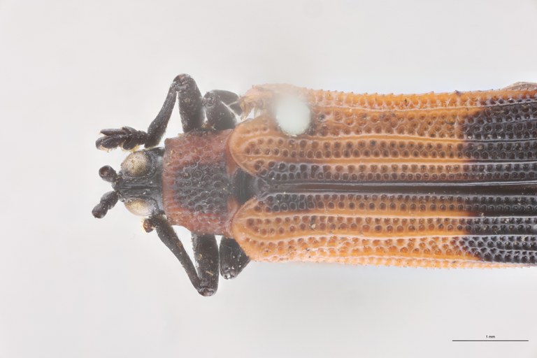 Chalepus perplexus T Head-Close-Up.jpg