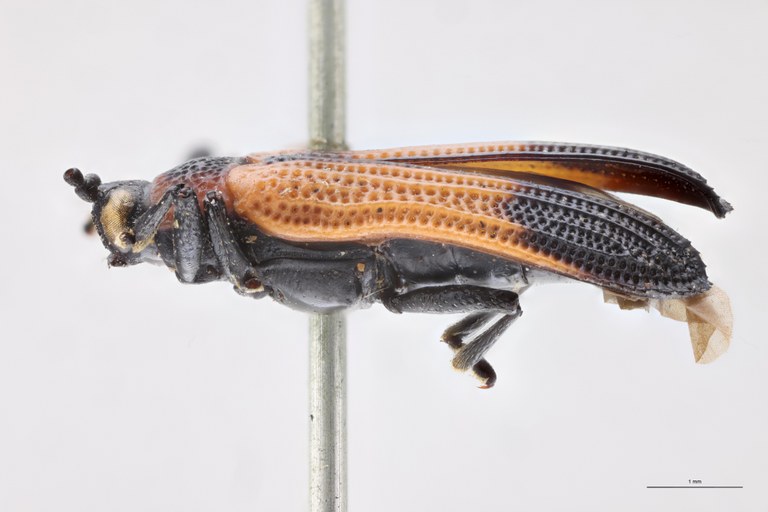 Chalepus perplexus T L.jpg