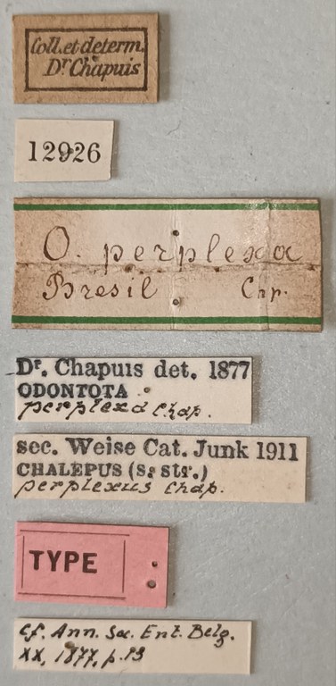 Chalepus perplexus T Labels.jpg