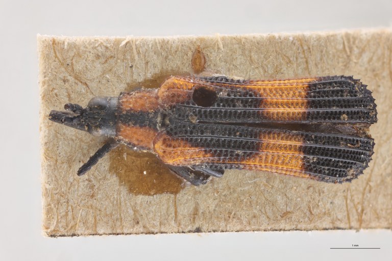 Chalepus putzeysi T D.jpg