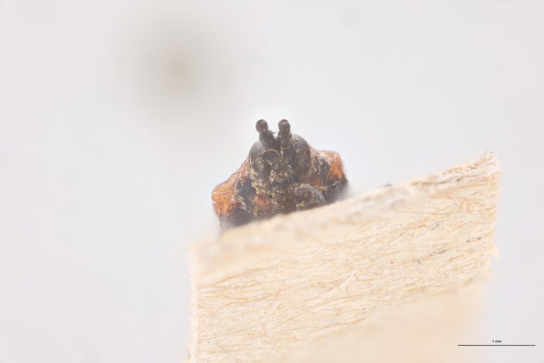 Chalepus putzeysi T F-V.jpg