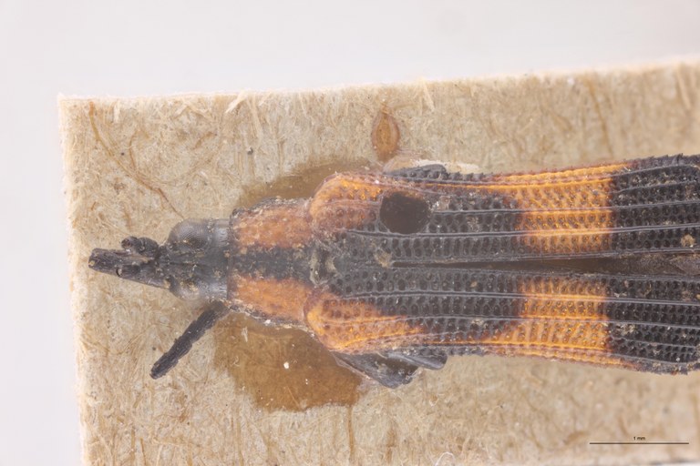 Chalepus putzeysi T Head-Close-Up.jpg