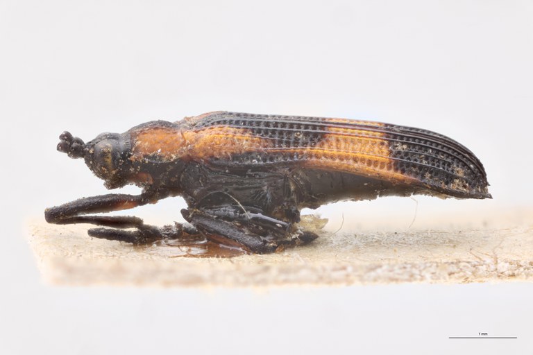 Chalepus putzeysi T L.jpg