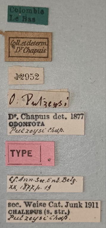 Chalepus putzeysi T Labels.jpg