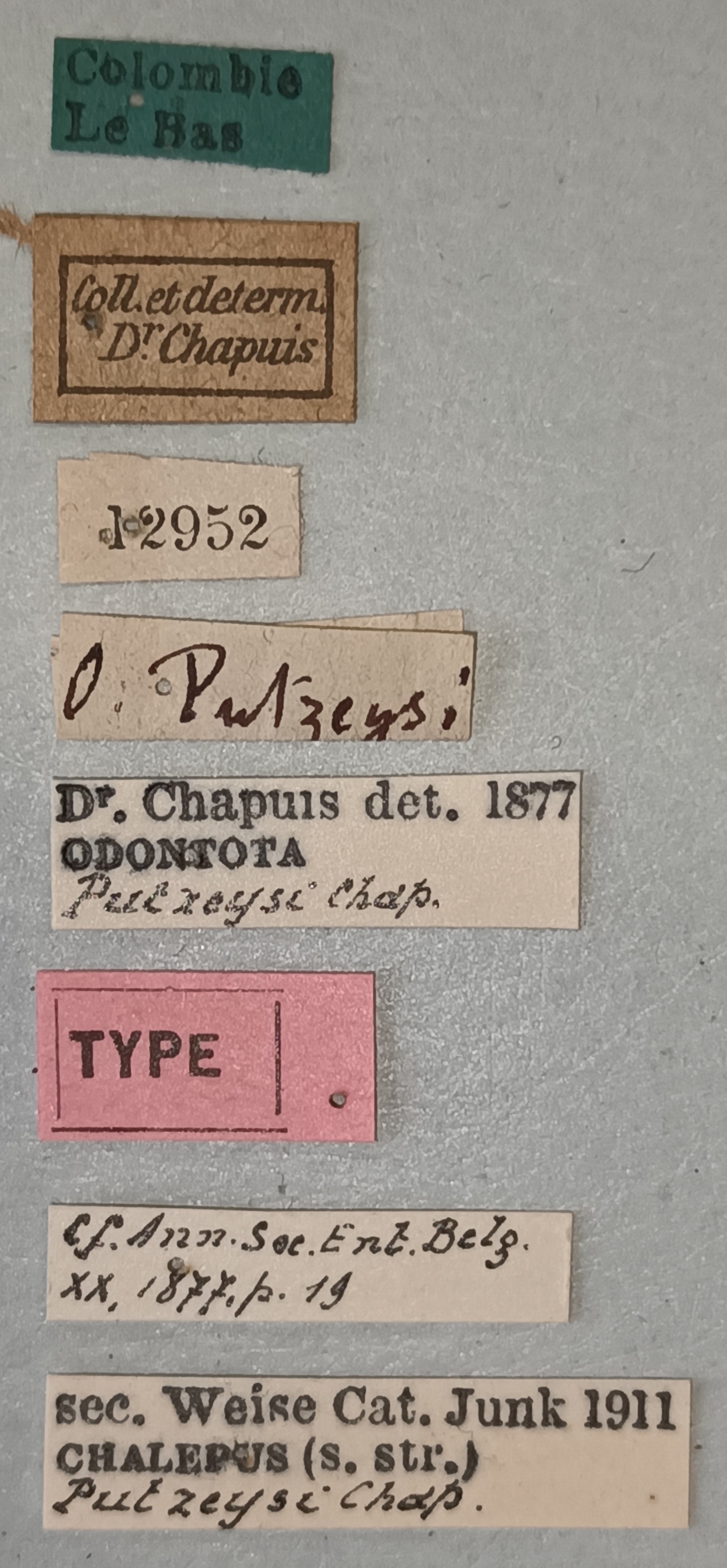 Chalepus putzeysi T Labels.jpg