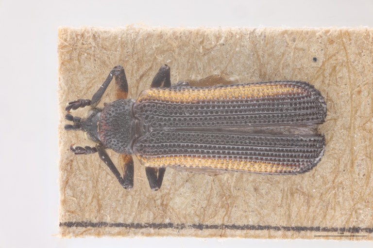 Chalepus quadricostatus T D.jpg