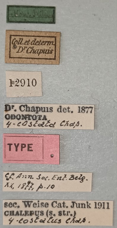 Chalepus quadricostatus T Labels.jpg