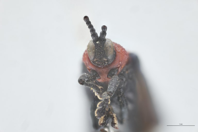 Chalepus sanguinicollis Ex-T F-V.jpg