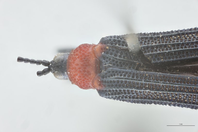 Chalepus sanguinicollis Ex-T Head-Close-Up.jpg