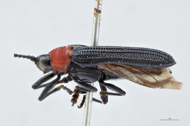 Chalepus sanguinicollis Ex-T L.jpg