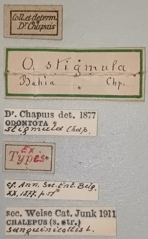 Chalepus sanguinicollis Ex-T Labels.jpg