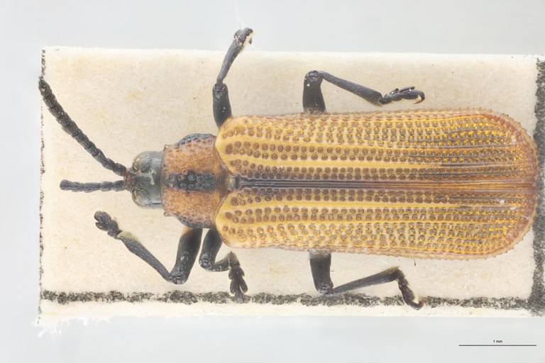 Chalepus schmidti Pt D.jpg