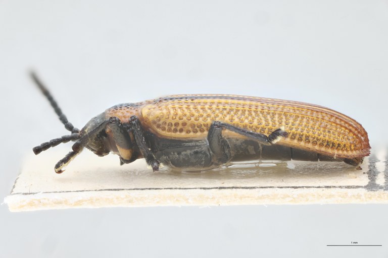 Chalepus schmidti Pt L.jpg