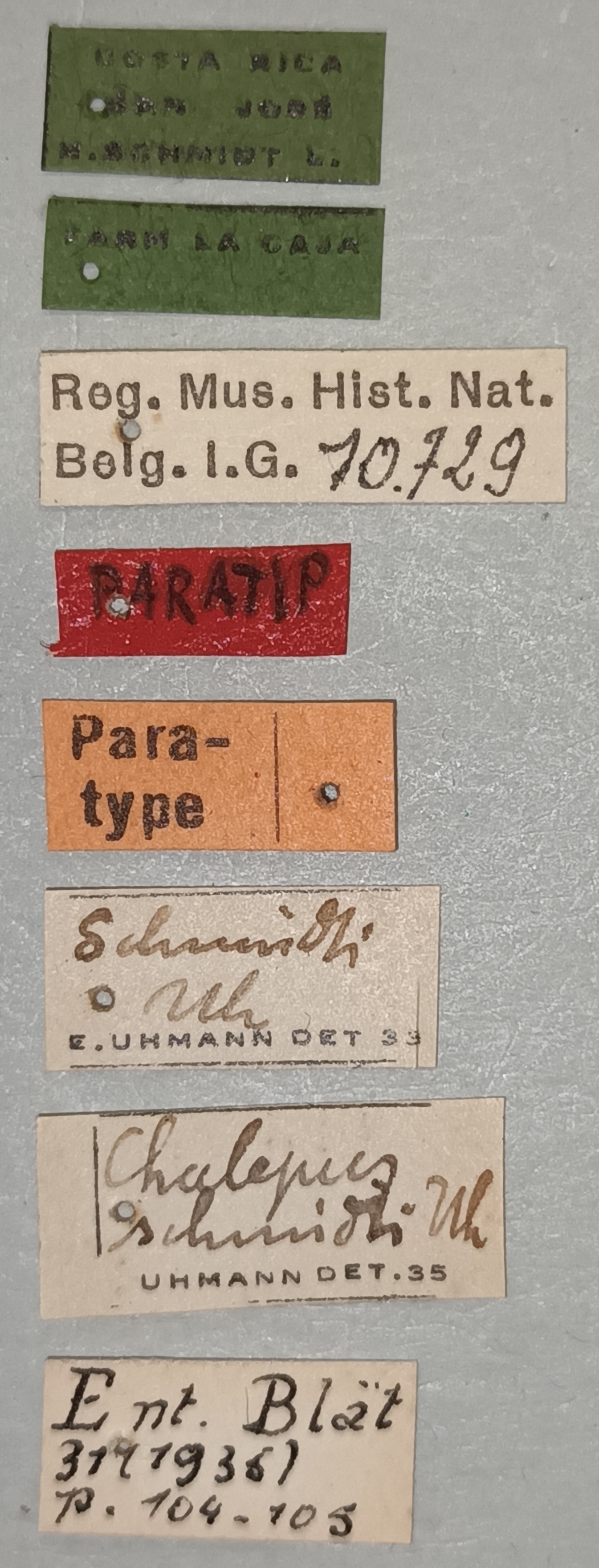 Chalepus schmidti Pt Labels.jpg