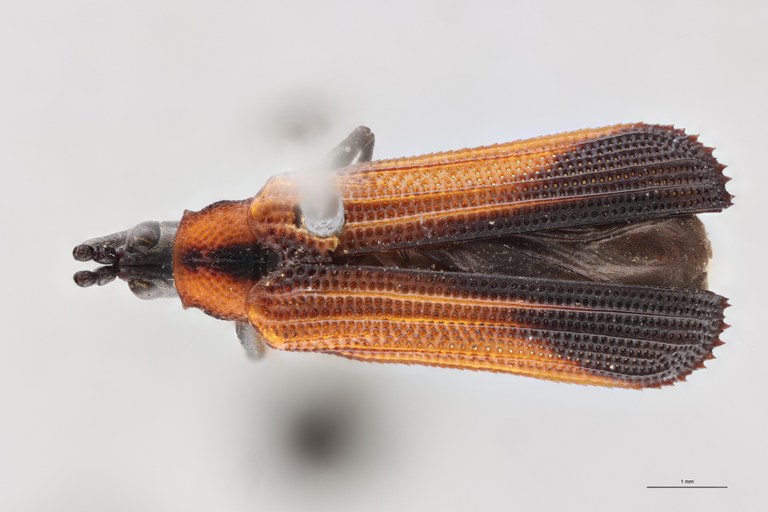 Chalepus sternalis Pt D.jpg