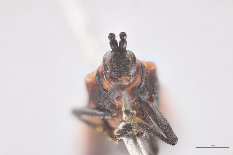 Chalepus sternalis Pt F-V.jpg