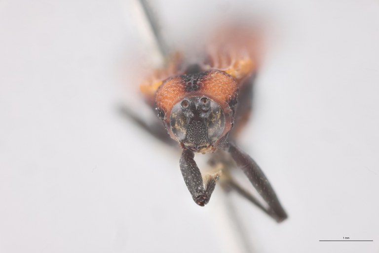 Chalepus sternalis Pt F.jpg