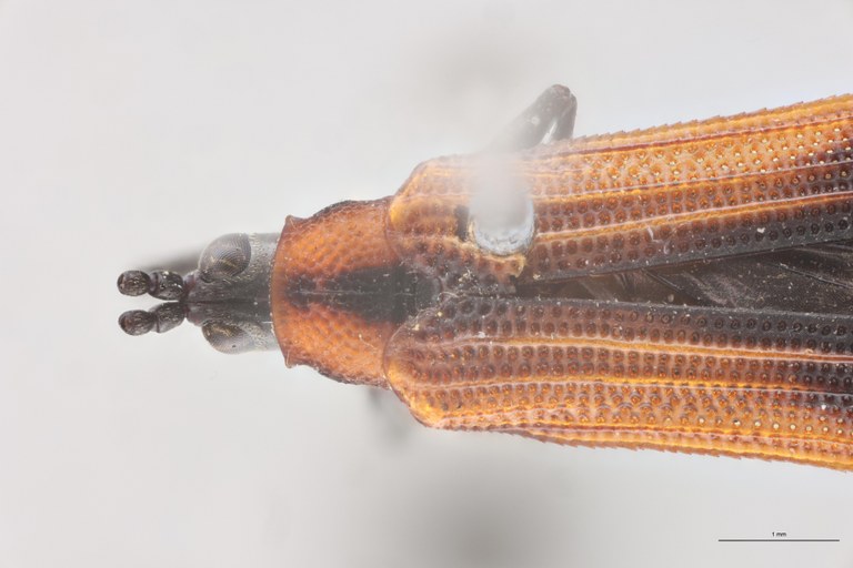 Chalepus sternalis Pt Head-Close-Up.jpg