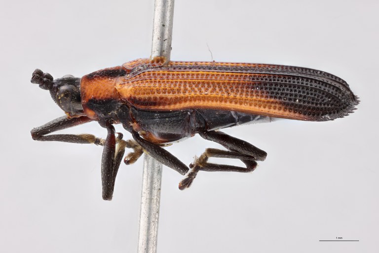 Chalepus sternalis Pt L.jpg