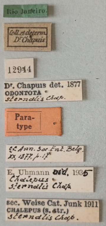 Chalepus sternalis Pt Labels.jpg