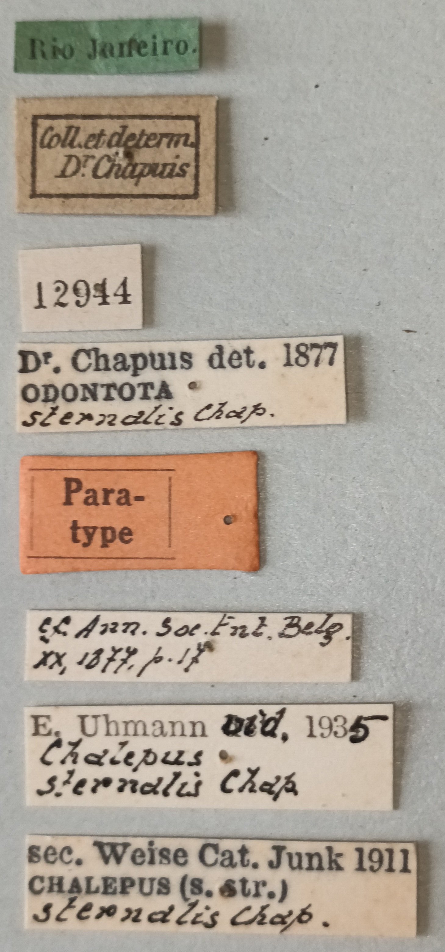 Chalepus sternalis Pt Labels.jpg