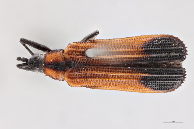 Chalepus sternalis T D.jpg