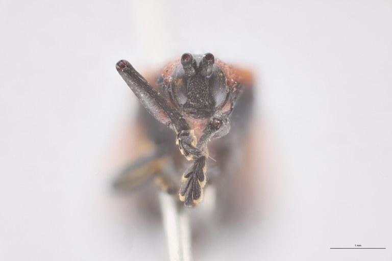 Chalepus sternalis T F-V.jpg