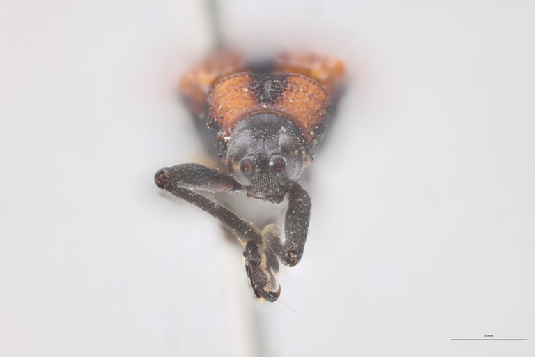 Chalepus sternalis T F.jpg