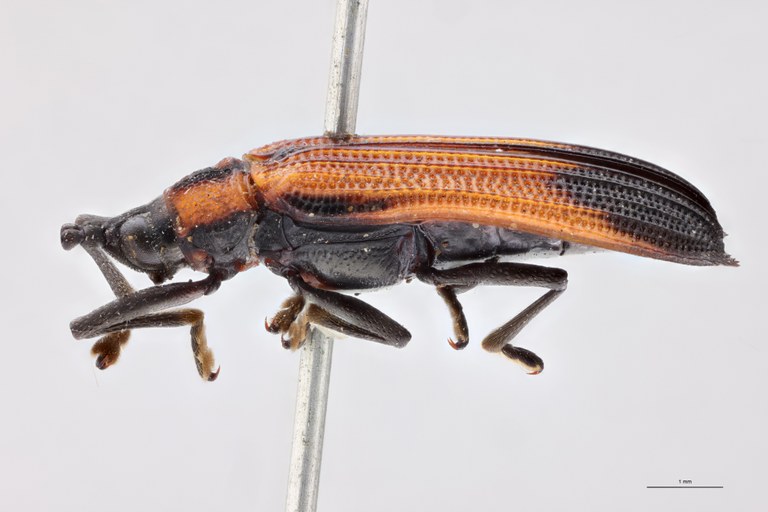 Chalepus sternalis T L.jpg