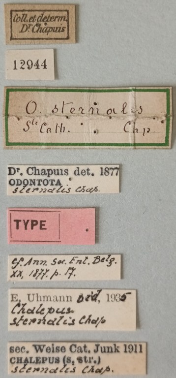 Chalepus sternalis T Labels.jpg