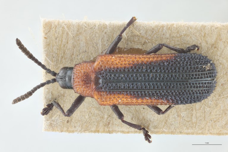 Chalepus tappesi T D.jpg