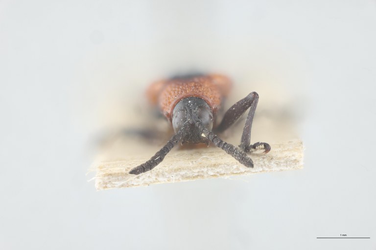 Chalepus tappesi T F.jpg