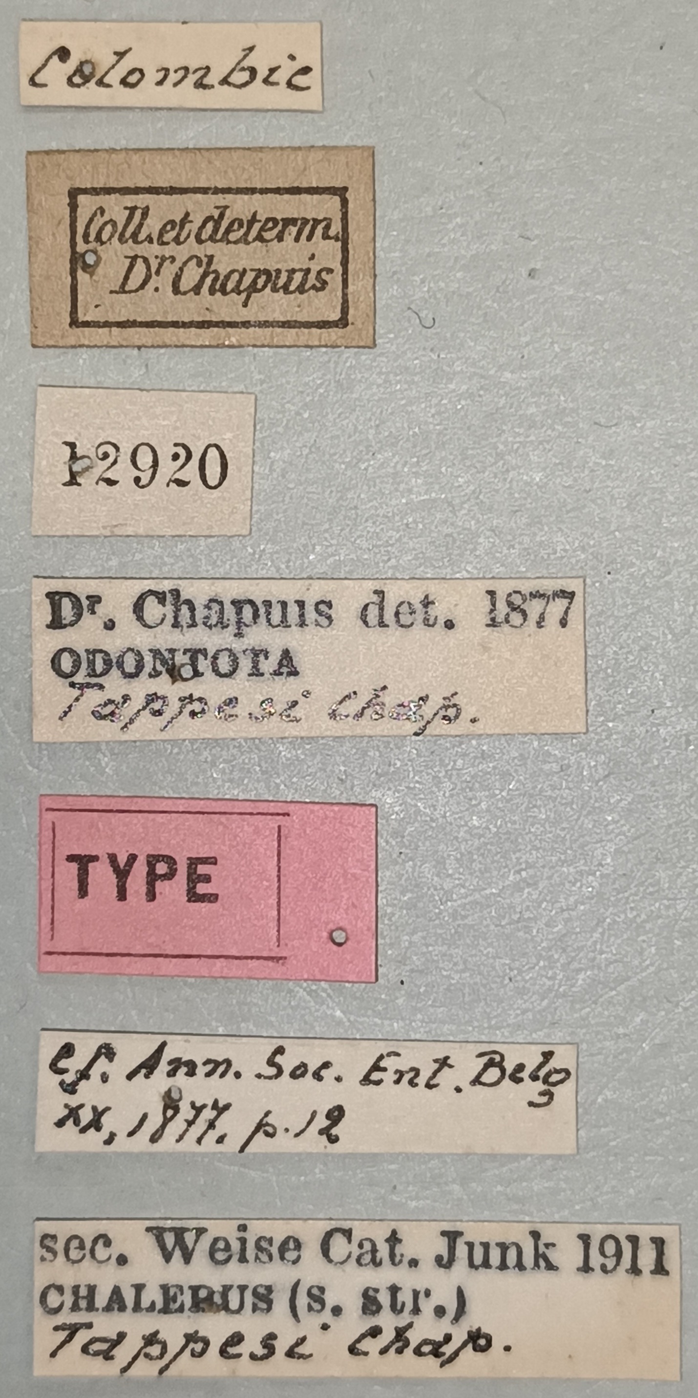 Chalepus tappesi T Labels.jpg