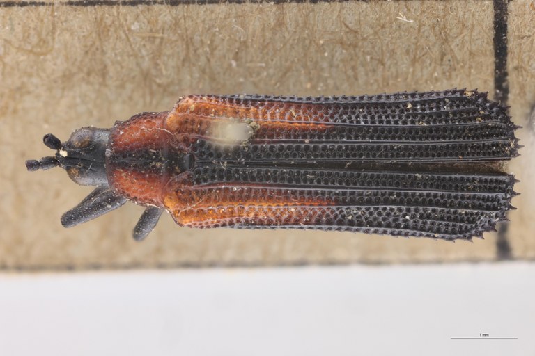 Chalepus tenuis T D.jpg