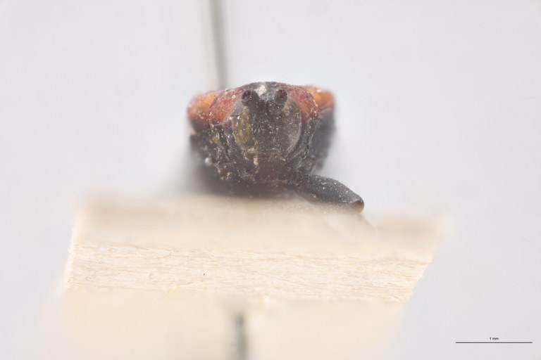 Chalepus tenuis T F-V.jpg