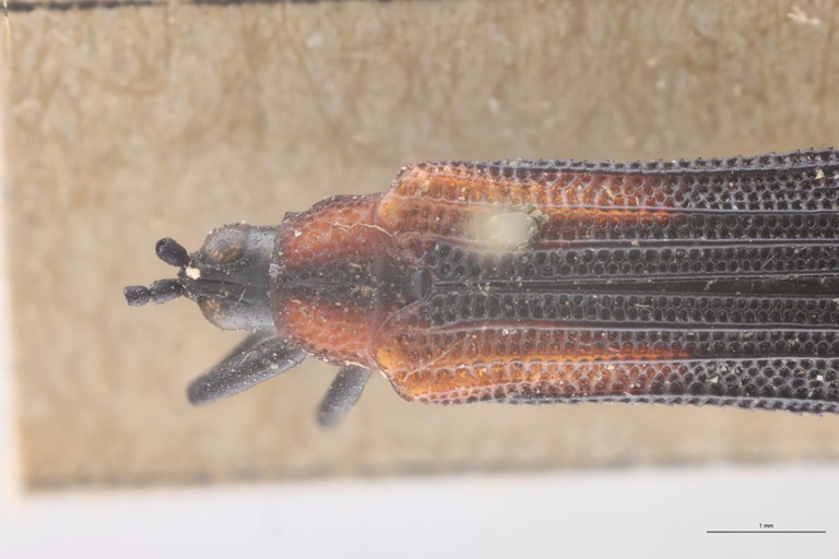 Chalepus tenuis T Head-Close-Up.jpg